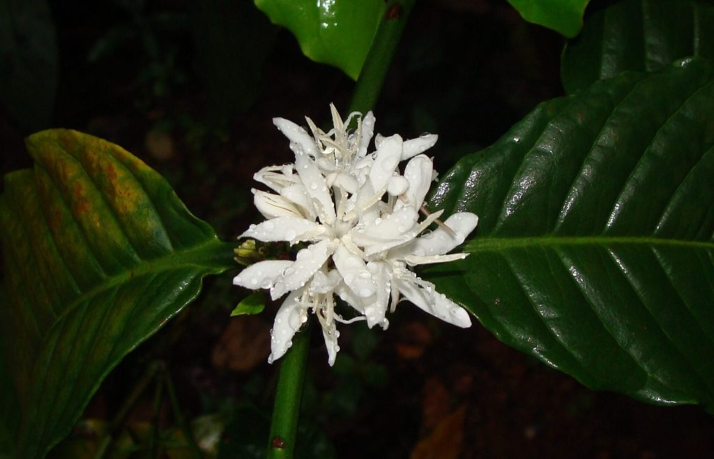 Flor de Coffea Canephora