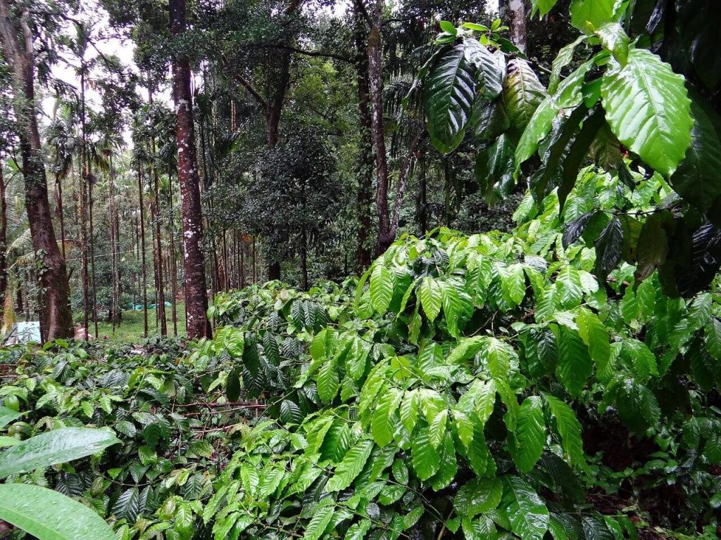 Plantación de café Robusta en la india