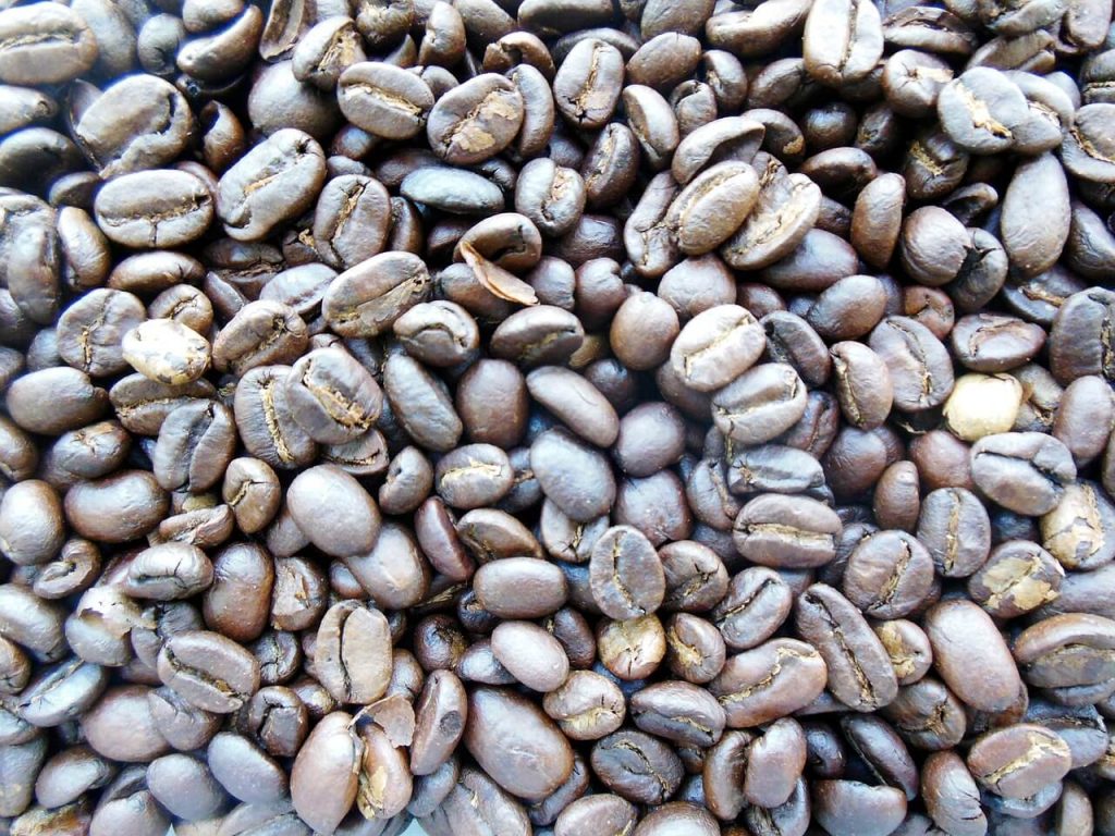granos de café kopi luwak de indonesia
